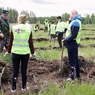 В Томинском высадили 66 тысяч хвойных деревьев