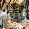 В Хабаровском крае в лесу нашли погибших тигрят